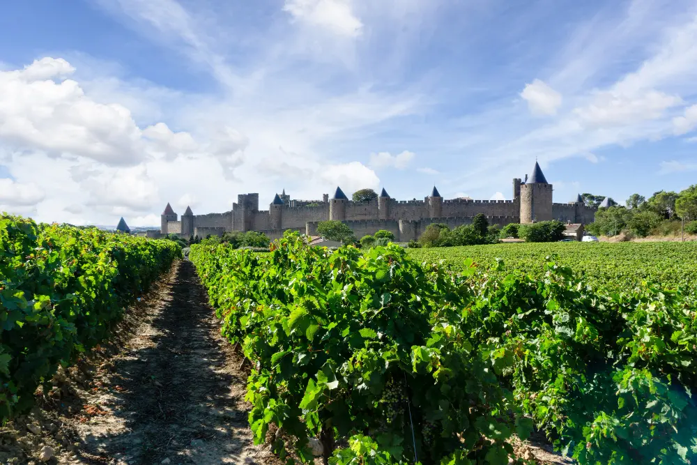 Row vine grape in champagne vineyards